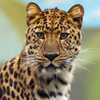 play Jigsaw: Leopard