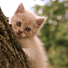 play Kitten