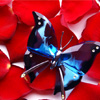 play Butterfly On Roses