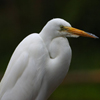play Jigsaw: Egret