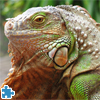 play Green Iguana Jigsaw Puzzle