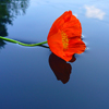 play Alone Flower