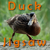 play Duck Jigsaw