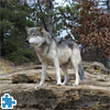 play Gray Wolf Jigsaw Puzzle