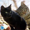 play Funny And Sweet Kittens Jigsaw