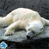 Tired Polar Bear‏