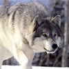 play Jigsaw Snow Wolf