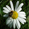 play Jigsaw: Daisy Bug