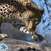 play Leopard Jigsaw Puzzle