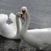 play Jigsaw Swans