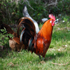 play Jigsaw: Rooster