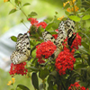 play Jigsaw: Butterfly Family