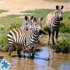 play Zebras In Southern Africa