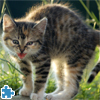 play Cute And Lovely Cat Jigsaw Puzzle