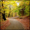 play Jigsaw Forest