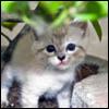 play Jigsaw Happy Kitty