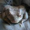 play Jigsaw: Close Toad