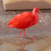 play Jigsaw: Scarlet Ibis