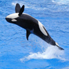 play Jigsaw: Killer Whale