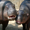 play Jigsaw: Hippos