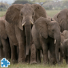 play African Elephant Herd Jigsaw