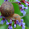 play Jigsaw: Flower Snail