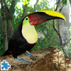 play Toucan Jigsaw Puzzle