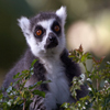 play Jigsaw: Lemur