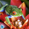 play Tree Frog Jigsaw Puzzle