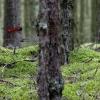 play Hidden Forest Ants
