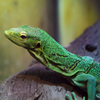 play Jigsaw: Green Reptile