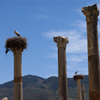 play Jigsaw: Stork Column