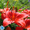 play Beautiful Red Lily Jigsaw