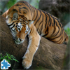 play Tiger On Tree Jigsaw