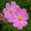 play Jigsaw: Pink Flowers