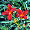 play Jigsaw: Twin Tiger Lilies