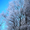 play Jigsaw: Frosty Tree