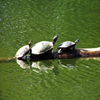 play Jigsaw: Turtle Parade
