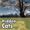 play Hidden Cats