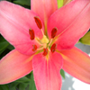 play Jigsaw: Closeup Lily