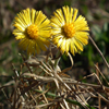 play Jigsaw: Tussilago