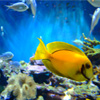 play Fishtank Jigsaw