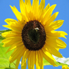 play Jigsaw: Yellow Sunflower