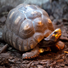 play Jigsaw: Angry Turtle