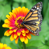 play Jigsaw: Butterfly On Flower