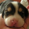 play Cute Puzzle: Puppy