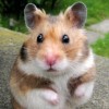 play Cute Puzzle: Hamster