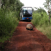 play Jigsaw: Tortoise Road