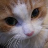 play Cute Puzzle: Cat