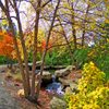 play Jigsaw: Small Creek